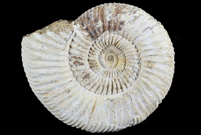 Perisphinctes Ammonite - Jurassic #68192